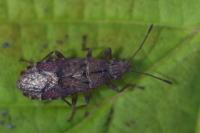 Orsillus depressus