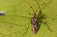 Gonocerus juniperi