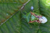 Cyphostethus tristriatus