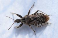 Coranus griseus