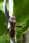Camptopus lateralis
