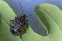 Holcogaster fibulata