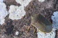 Nezara viridula