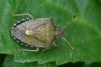 Peribalus strictus