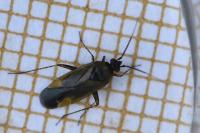 Plagiognathus arbustorum