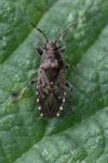 Heterogaster urticae