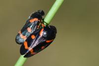 Cercopis intermedia
