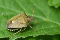 Peribalus strictus