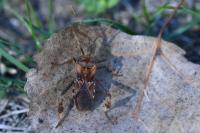 Leptoglossus occidentalis