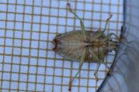 Elasmucha grisea
