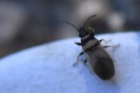 Oxycarenus pallens