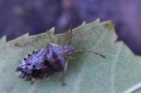 Elasmucha grisea