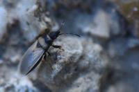 Oxycarenus pallens