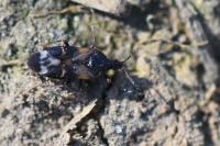 Anthocoris nemoralis
