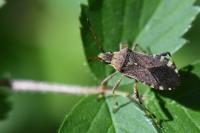 Ceraleptus gracilicornis
