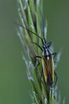 Leptopterna dolabrata