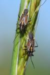 Horistus orientalis