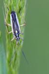 Leptopterna dolabrata