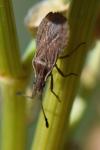 Spathocera lobata