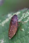 Aphrodes