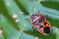 Eurydema ornata