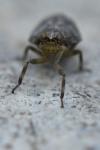 Issus coleoptratus