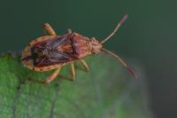 Stictopleurus abutilon