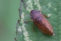 Aphrodes