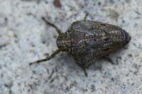Issus coleoptratus