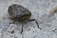 Issus coleoptratus