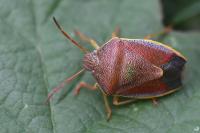 Piezodorus lituratus