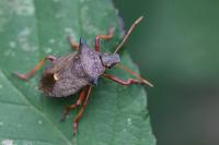 Picromerus bidens