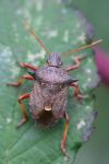 Picromerus bidens