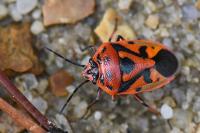 Eurydema ornata