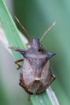 Picromerus bidens
