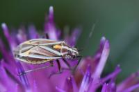 Horistus orientalis