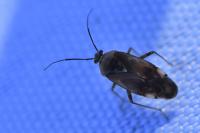 Lygus pratensis
