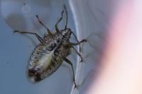 Elasmucha grisea