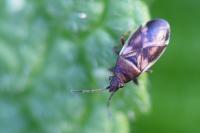 Oxycarenus modestus