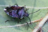 Elasmucha grisea
