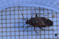 Lygus pratensis