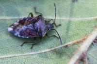 Elasmucha grisea
