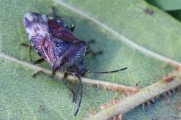 Elasmucha grisea