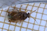 Deraeocoris lutescens