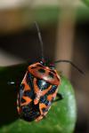 Eurydema ornata
