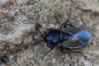 Geocoris megacephalus