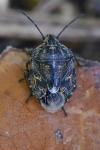 Holcogaster fibulata