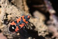 Lygaeus equestris