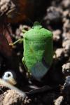 Nezara viridula
