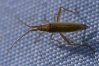 Stenodema laevigata